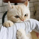 虎丘林