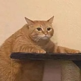 牙塔