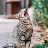 诗