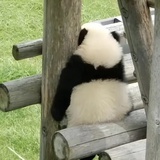 翠兒
