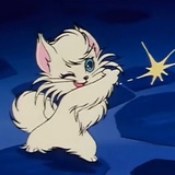 叱咤江湖的小猫