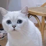小饲主