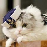 猫饼饼