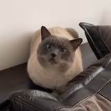 小小