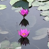 本Lotus
