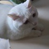 小白