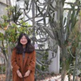 自由奔走的猪