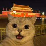游来游去