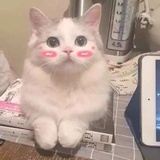 香菇脆