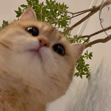 栀子枪