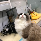 土豆