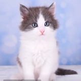 moli