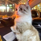 MoonCat