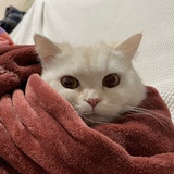 猫猫团和木头Fa