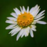 sagfcyna