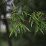 阿发