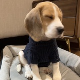 绿毛水怪