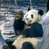 是潘达不是胖达