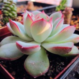 花间草堂