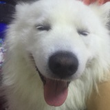 善了个哉D