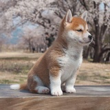 之夏七夕