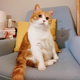 本来就是小猫咪