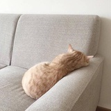 白驹