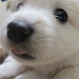 贝狗