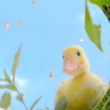 陈小予