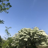 景