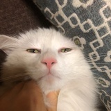 幽篁