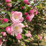 已注销