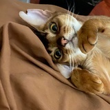 KIKI
