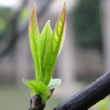 晴芝