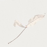 挽风吹