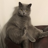 leoooo