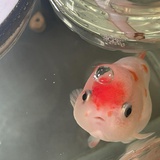 盐水毛豆