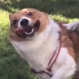 多頭玫瑰