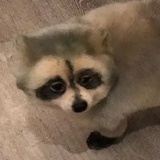 古尾巴