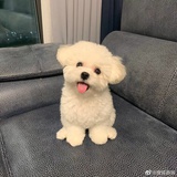 糕糕
