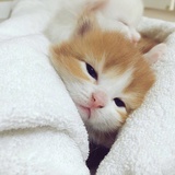 半夜想吃瓜