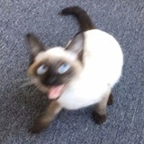 卡带珊