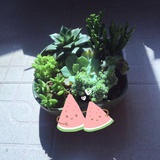栖迟