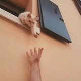 帽沿儿上的猫