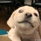 麦麦脆鸡堡