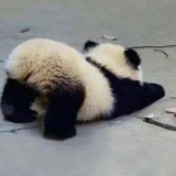 坑出强大