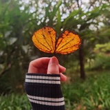喜欢喝蜜糖水