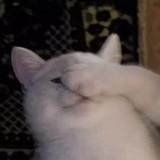狸白