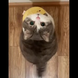早餐达人