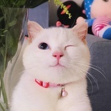 猫宁是我